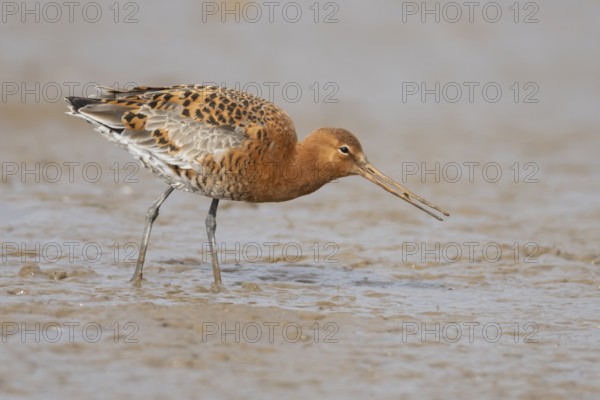 Black tailed godwit (Limosa limosa) adult male wading bird in summer plumage feeding on a coastal mudflat, England, United Kingdom