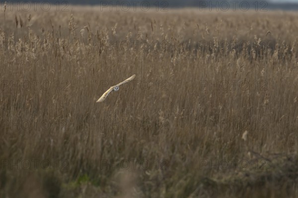Barn owl (Tyto alba) adult bird in flight hunting over marshland, England, United Kingdom