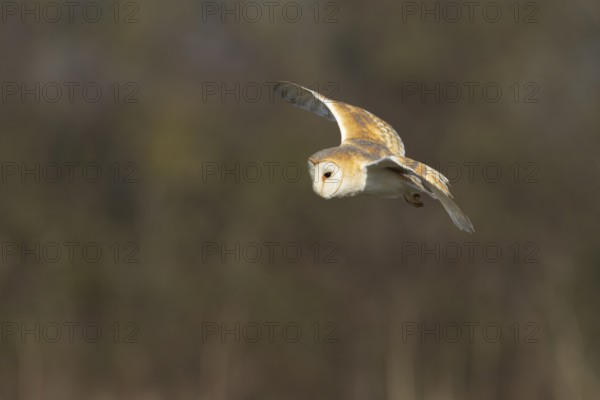 Barn owl (Tyto alba) adult bird in flight hunting over a farmland field, England, United Kingdom
