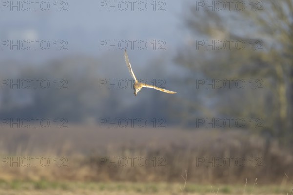 Barn owl (Tyto alba) adult bird in flight hunting in the countryside, England, United Kingdom