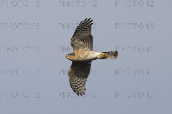 Eurasian sparrowhawk (Accipiter nisus) adult male bird of prey flying, England, United Kingdom
