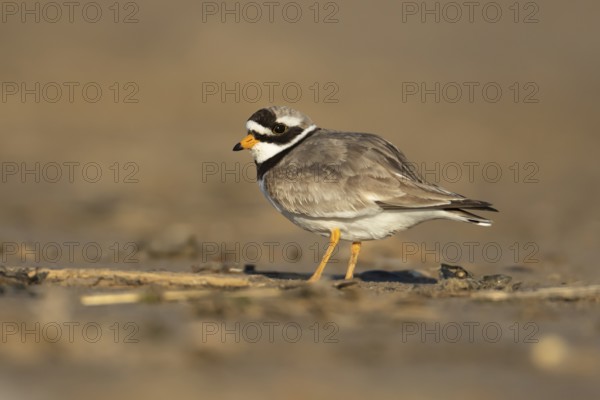 Ringed plover (Charadrius hiaticula) adult wading bird on a beach, England, United Kingdom