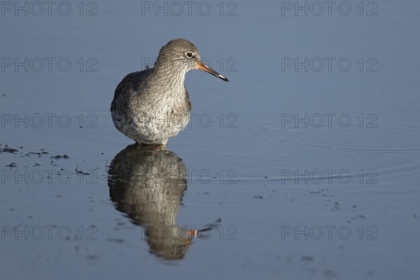 Common redshank (Tringa totanus) adult wading bird in water of a shallow lagoon, England, United Kingdom