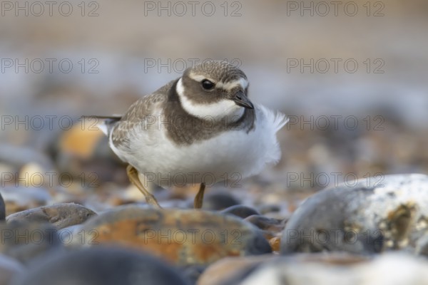 Ringed plover (Charadrius hiaticula) juvenile wading bird on a beach, England, United Kingdom