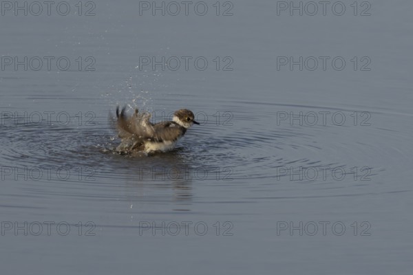 Little ringed plover (Charadrius dubius) adult wading bird bathing in water of a shallow coastal lagoon, England, United Kingdom