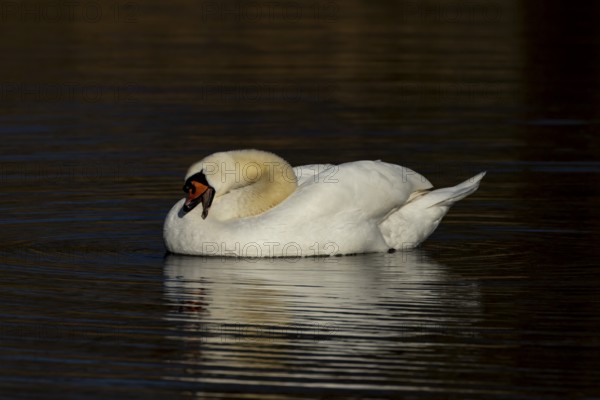 Mute swan (Cygnus olor) adult bird preening on a lake, England, United Kingdom