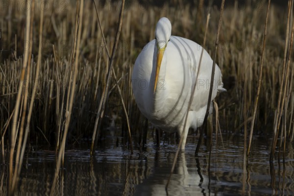 Great white egret (Ardea alba) adult bird in water on the edge of a reedbed, England, United Kingdom