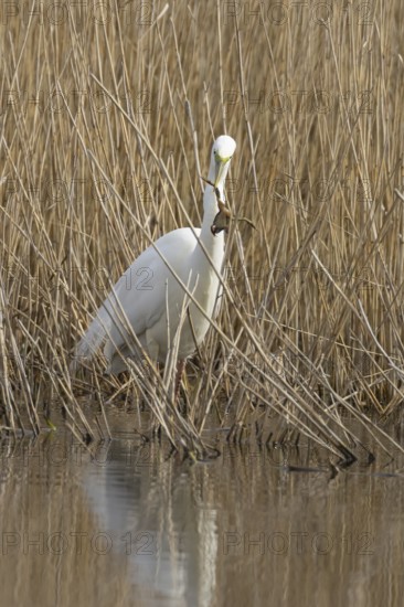 Great white egret (Ardea alba) adult bird in water on the edge of a reedbed with a frog for food in its beak in spring, England, United Kingdom
