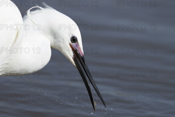 Little egret (Egretta garzetta) adult bird head portrait, England, United Kingdom