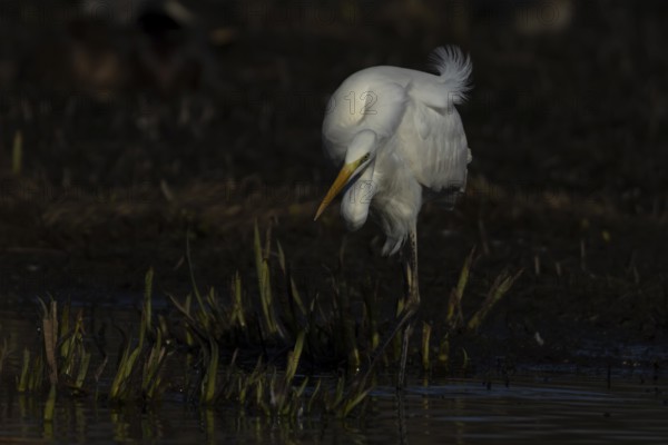 Great white egret (Ardea alba) adult bird in shallow water of a lake, England, United Kingdom