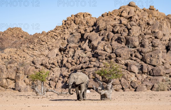 African elephant (Loxodonta africana), desert elephant, near the Hoanib River, Damaraland, Kunene region, Namibia