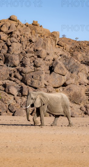 African elephant (Loxodonta africana), desert elephant, near the Hoanib River, Damaraland, Kunene region, Namibia
