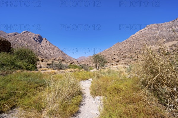 Tsisab Gorge, White Lady Trail, desert landscape with mountains, Brandberg, Erongo, Damaraland, Namibia