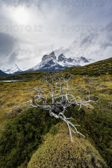 Enchanted dead trees, Cuernos del Paine mountain range in autumn, Torres del Paine National Park, Magallanes region, Chile