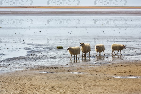 Free-range Icelandic sheep (Ovis), sheep on Rauðisandur beach, Raudisandur, near Patreksfjördur, Vestfirðir, Westfjords, Iceland