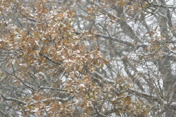 Oak (Quercus) with autumn leaves in dense snowfall, snow drift, North Sea, Norddeich, Lower Saxony, Germany