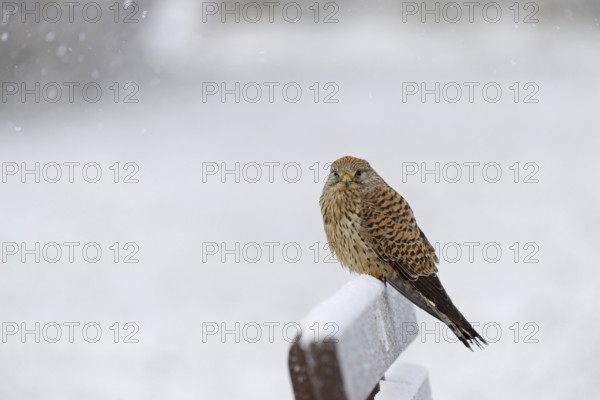Kestrel (Falco tinnunculus), female using a park bench as a lookout during heavy snowfall, North Sea, Norddeich, Lower Saxony, Germany