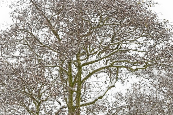 Deciduous trees, alders (Alnus) covered with snow, North Sea, Norddeich, Lower Saxony, Germany