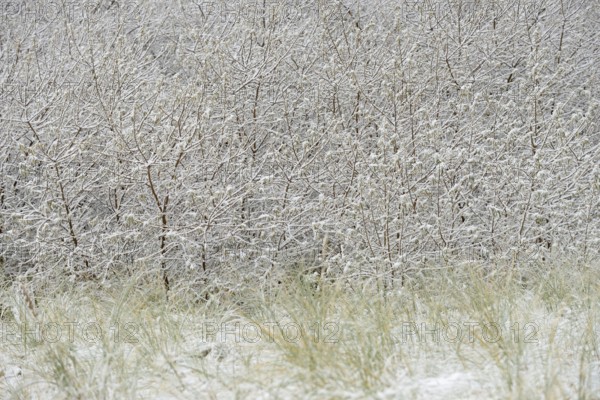 Winter day, onset of winter, snow lies on the bushes in the dune landscape of Norddeich, North Sea, Lower Saxony, Germany
