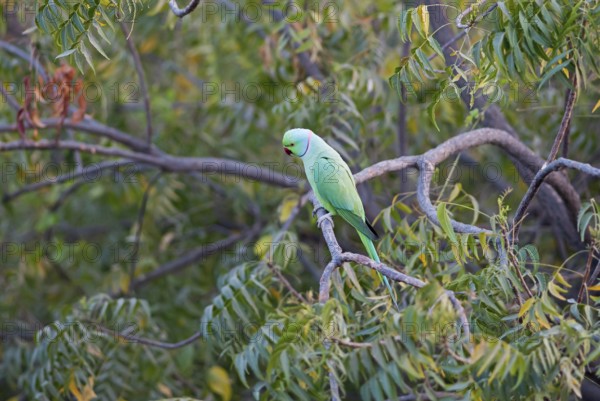 Collared Parakeet (Psittacula krameri), Luni, Rajasthan, India