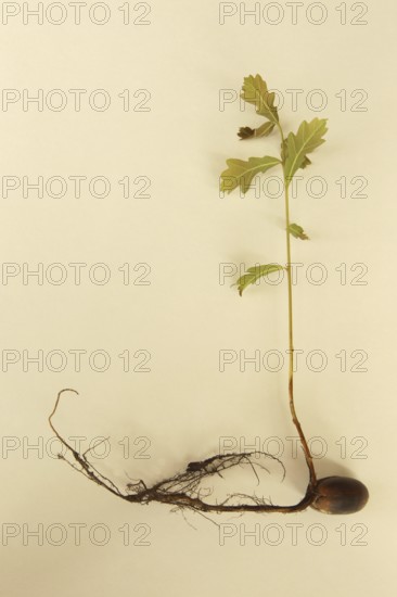 Oak (Quercus) 22cm long oak sapling, oak seedling or oak seedling grows from an acorn, next to fine roots, in front of a light background, Allgäu, Bavaria, Germany, Allgäu, Bavaria, Germany