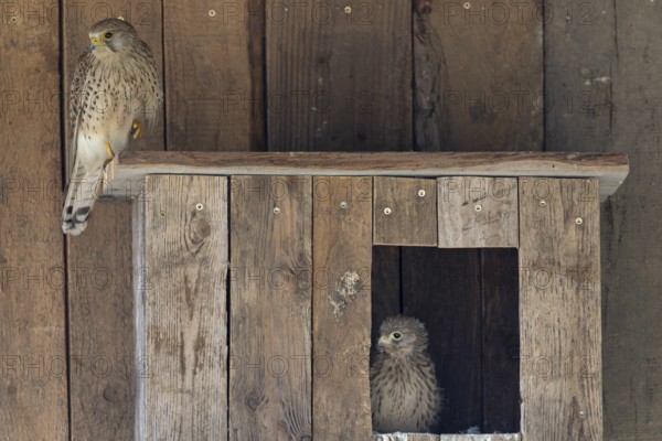 Kestrel (Falco tinnunculus) female and young bird at the incubator, village in Münsterland, North Rhine-Westphalia