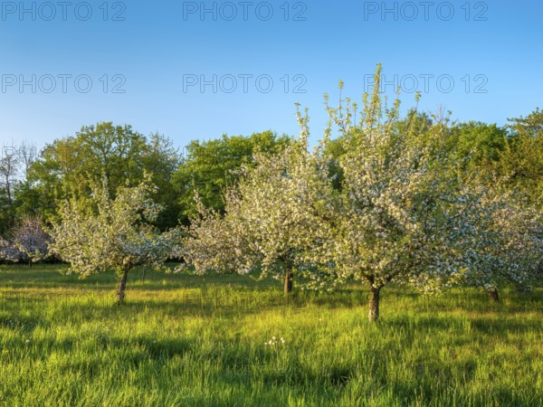 Orchard meadow in spring, green meadow and blossoming apple trees in the evening light, Rhön, Bavaria, Germany