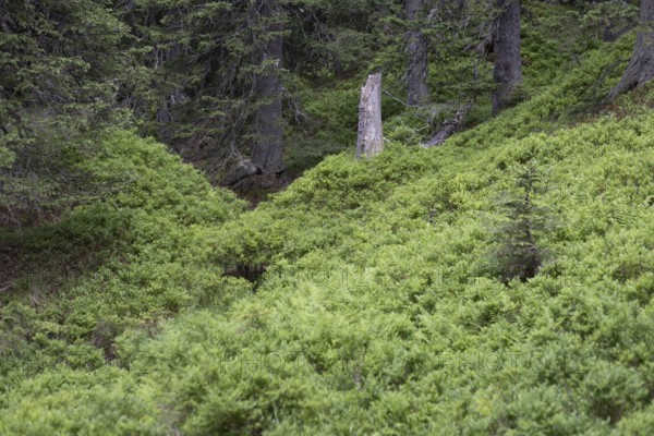 Rauris primeval forest, Rauris, Pinzgau, Salzburg, Austria