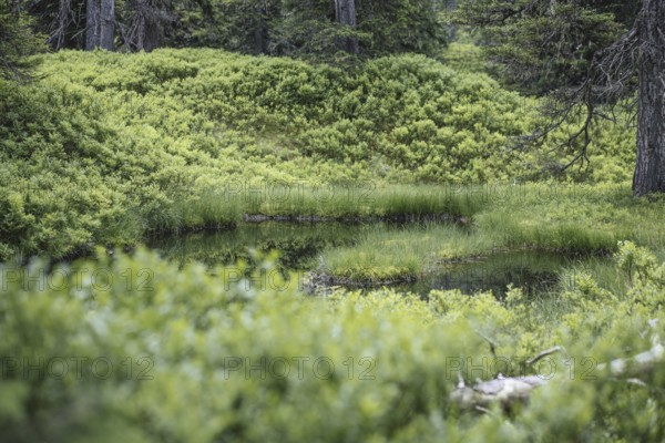 Blackwater pond, Rauris primeval forest, Rauris, Pinzgau, Salzburg, Austria