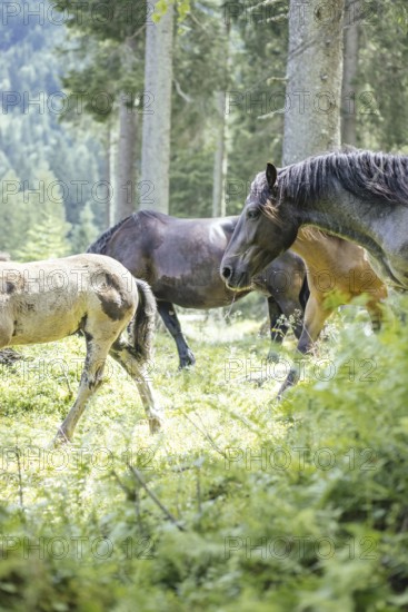 Horses (equus caballus), Rauris, Pinzgau, Salzburg, Austria