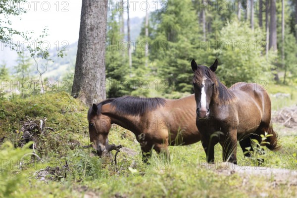 Horses (equus caballus), Rauris, Pinzgau, Salzburg, Austria