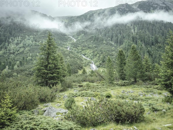 Forest in the morning mist, Krimmler Tauern, Pinzgau, Salzburg, Austria