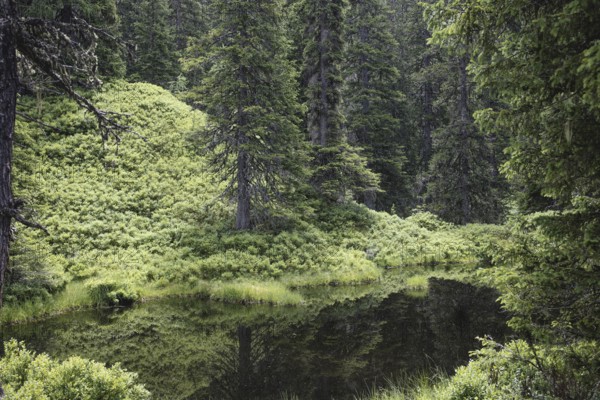 Blackwater pond, Rauris primeval forest, Kolm Saigurn, Pinzgau, Salzburg, Austria