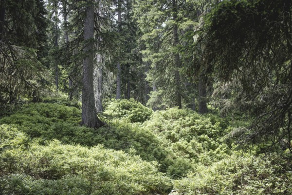 Fern ground (Polypodiopsida), Rauris primeval forest, Kolm Saigurn, Pinzgau, Salzburg, Austria