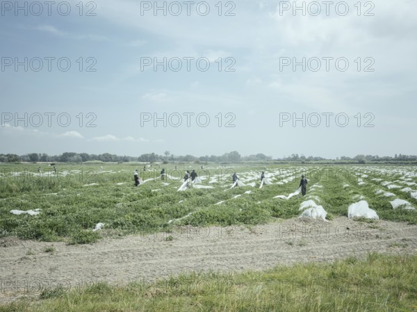 African labourers harvesting crops, Rhone Delta, Arles, Provence, France