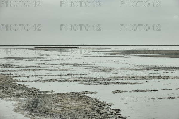 Rhone Delta, Arles, Provence, France