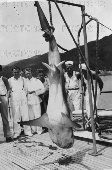 Sailors with a captured shark, presumably a tiger shark (Galeocerdo cuvier) . 1930s, location unknown