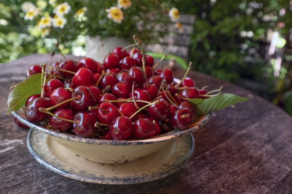 Fresh sweet cherries (Prunus avium) in a bowl, Bavaria, Germany