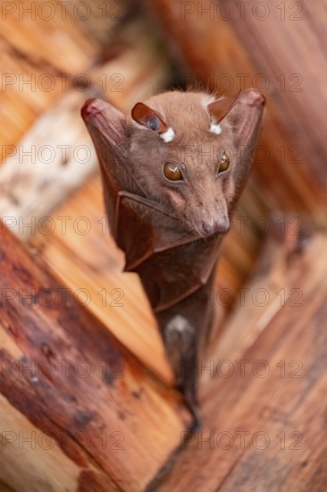 Funny bat, looks angry, conspiratorial, Kruger National Park, South Africa