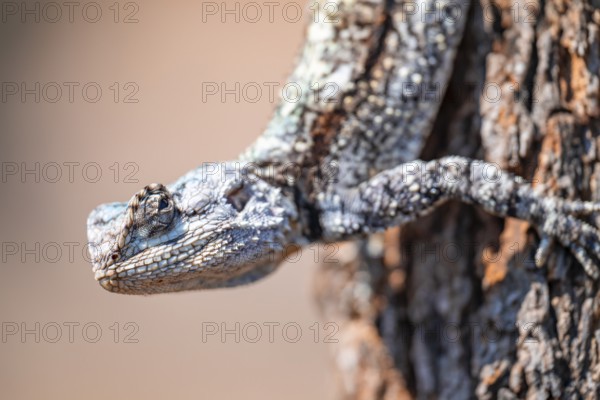 Tree agama, tree agama (Acanthocerus atricollis) on a tree, Kruger National Park, South Africa