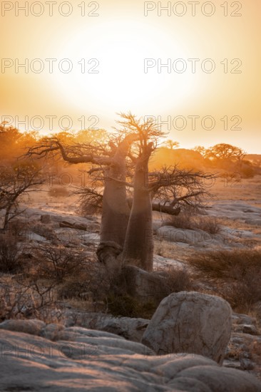 Sunset, African baobab or baobab tree (Adansonia digitata), Dry landscape, Kubu Island (Lekubu), Sowa Pan, Makgadikgadi salt pans, Botswana