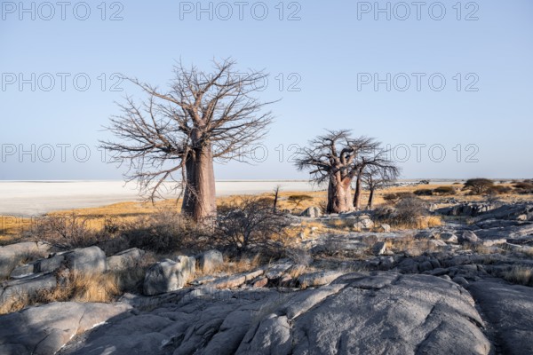 African baobab or baobab tree (Adansonia digitata), arid landscape, Kubu Island (Lekubu), Sowa Pan, Makgadikgadi salt pans, Botswana