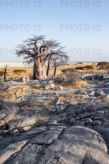 African baobab or baobab tree (Adansonia digitata), arid landscape, Kubu Island (Lekubu), Sowa Pan, Makgadikgadi salt pans, Botswana