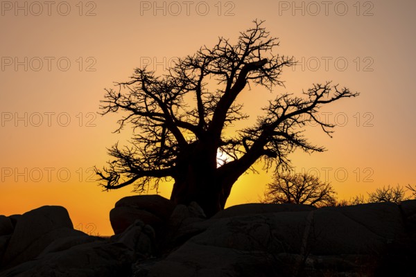 Sunset, African baobab or baobab tree (Adansonia digitata), Dry landscape, Kubu Island (Lekubu), Sowa Pan, Makgadikgadi salt pans, Botswana