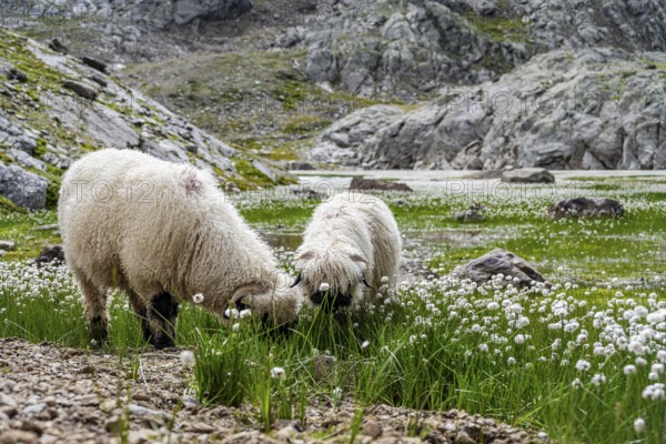 Two Valais Blacknose sheep (Ovis gmelini aries), in meadow with flowering white cotton grass, high alpine mountain valley, Obere Senner Egete, Stubai Alps, near Ridnaun, South Tyrol, Italy