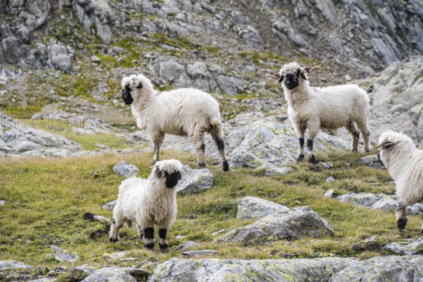 Valais Blacknose sheep (Ovis gmelini aries), high alpine mountain valley, Obere Senner Egete, Stubai Alps, near Ridnaun, South Tyrol, Italy