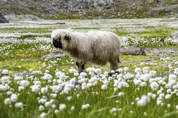 Valais Blacknose sheep (Ovis gmelini aries), in meadow with flowering white cotton grass, high alpine mountain valley, Obere Senner Egete, Stubai Alps, near Ridnaun, South Tyrol, Italy