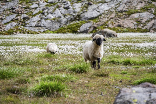 Two Valais Blacknose sheep (Ovis gmelini aries), in meadow with flowering white cotton grass, high alpine mountain valley, Obere Senner Egete, Stubai Alps, near Ridnaun, South Tyrol, Italy