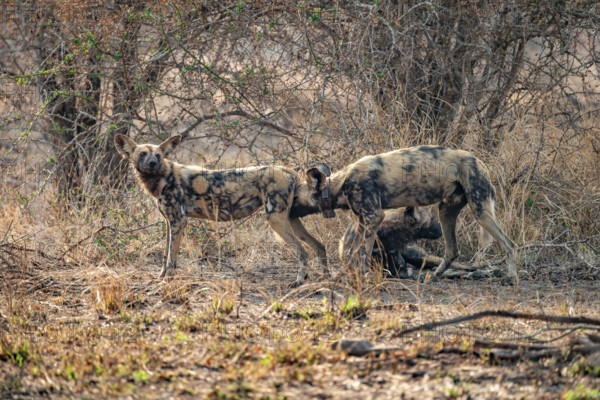 African wild dog, Kruger National Park, South Africa