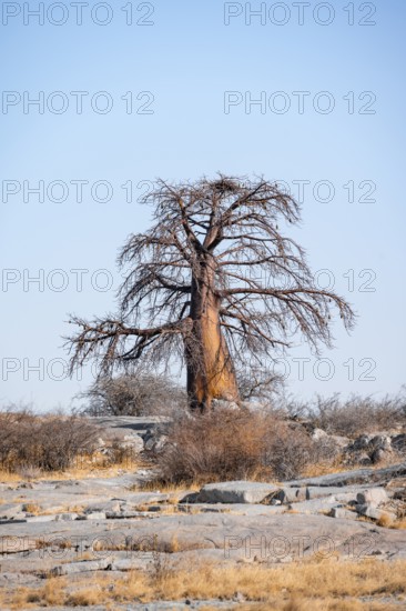 African baobab or baobab tree (Adansonia digitata), arid landscape, Kubu Island (Lekubu), Sowa Pan, Makgadikgadi salt pans, Botswana